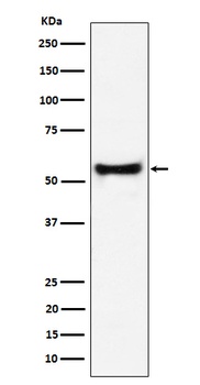 PDCD7 Rabbit Monoclonal Antibody