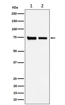 CPSF73 Rabbit Monoclonal Antibody