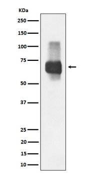 CD84 Rabbit Monoclonal Antibody