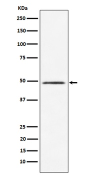 HEAB Rabbit Monoclonal Antibody