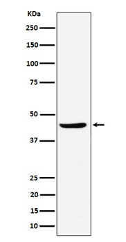 NDRG3 Rabbit Monoclonal Antibody