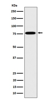DPP3 Rabbit Monoclonal Antibody