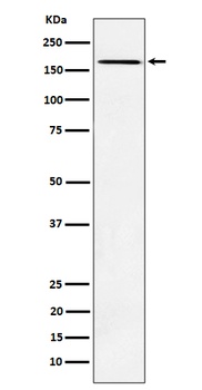 AGL Rabbit Monoclonal Antibody