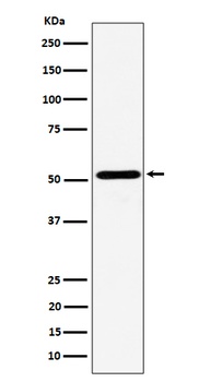 Anti-NPY5R Rabbit Monoclonal Antibody