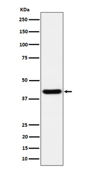 Spermine synthase Rabbit Monoclonal Antibody