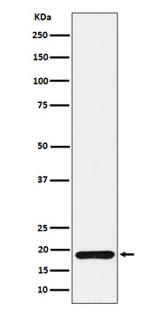 ERp19 Rabbit Monoclonal Antibody