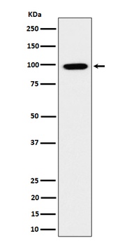 GRAF Rabbit Monoclonal Antibody