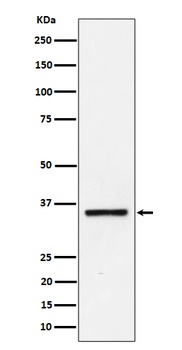Kallikrein 8 Rabbit Monoclonal Antibody