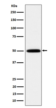 HARS Rabbit Monoclonal Antibody