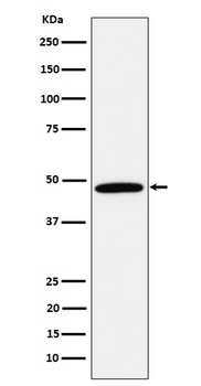 Calumenin Rabbit Monoclonal Antibody