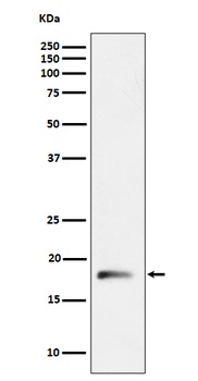 RPL26L1 Rabbit Monoclonal Antibody