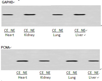 Cytoplasmic and Nuclear Protein Extraction Kit