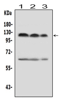 HIF-2-alpha/EPAS1 Antibody