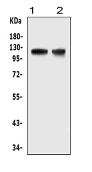 HIF-2-alpha/EPAS1 Antibody