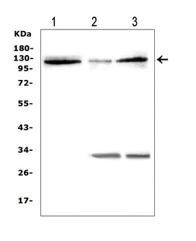 HIF-2-alpha/EPAS1 Antibody