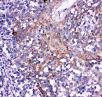 Anti-CD244 Antibody