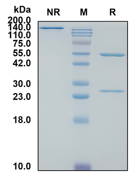 (Adalimumab) Biosimilar Reference Antibody