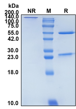 (Ansuvimab) Biosimilar Reference Antibody
