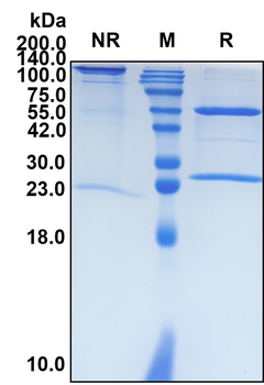 (Belimumab) Biosimilar Reference Antibody