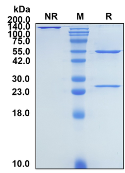 (Bezlotoxumab) Biosimilar Reference Antibody