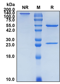 (Bimagrumab) Biosimilar Reference Antibody