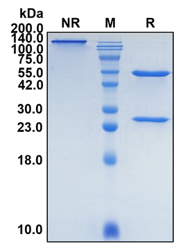 (Datopotamab) Biosimilar Reference Antibody