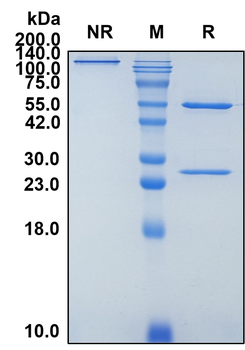 (Depatuxizumab) Biosimilar Reference Antibody