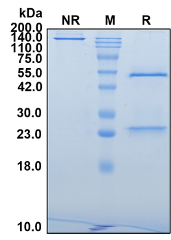 (Devextinetug) Biosimilar Reference Antibody