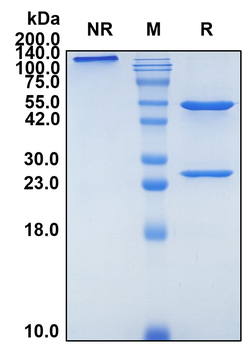 (Disitamab) Biosimilar Reference Antibody