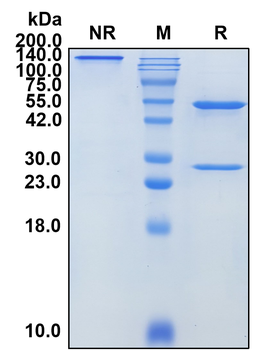 (Galiximab) Biosimilar Reference Antibody