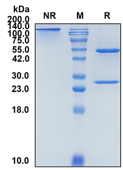 (Iladatuzumab) Biosimilar Reference Antibody