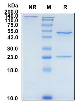 (Landogrozumab) Biosimilar Reference Antibody