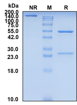 (Lifastuzumab) Biosimilar Reference Antibody