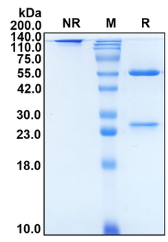 (Rosopatamab) Biosimilar Reference Antibody
