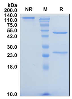 (Sotigalimab) Biosimilar Reference Antibody
