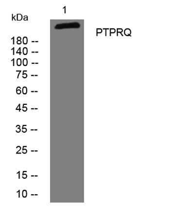 PTPRQ Rabbit Polyclonal Antibody