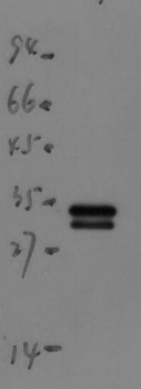 mScarlet Rabbit Polyclonal Antibody