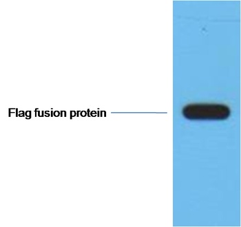 Flag-Tag Mouse mAb