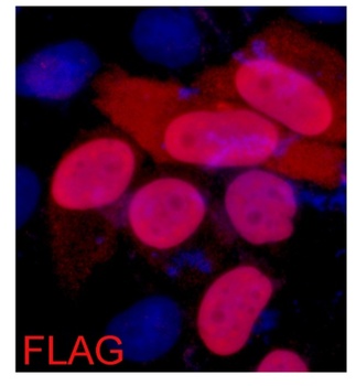 Flag-Tag Mouse mAb