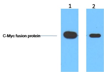 C-Myc-Tag Mouse mAb
