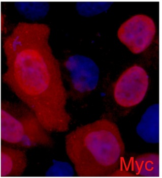 C-Myc-Tag antibody