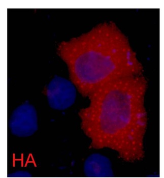 HA-Tag antibody