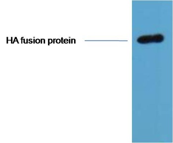 HA-Tag antibody