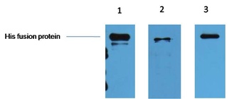His-Tag Mouse mAb