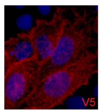 V5-Tag antibody