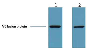 V5-Tag Mouse mAb