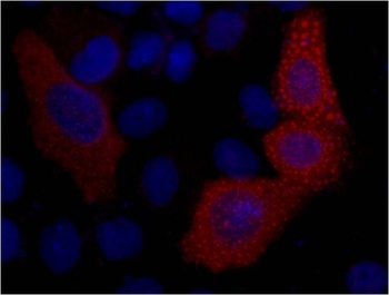 VSV-G-Tag Mouse mAb