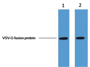 VSV-G-Tag Mouse mAb