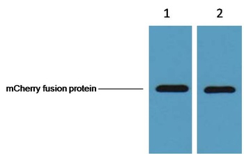 mCherry-Tag Mouse mAb