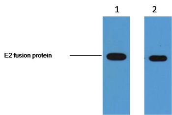 E2-Tag Mouse mAb Antibody